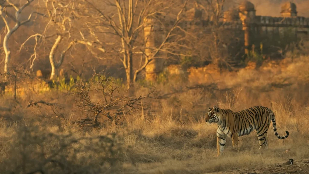 ranthambore-1