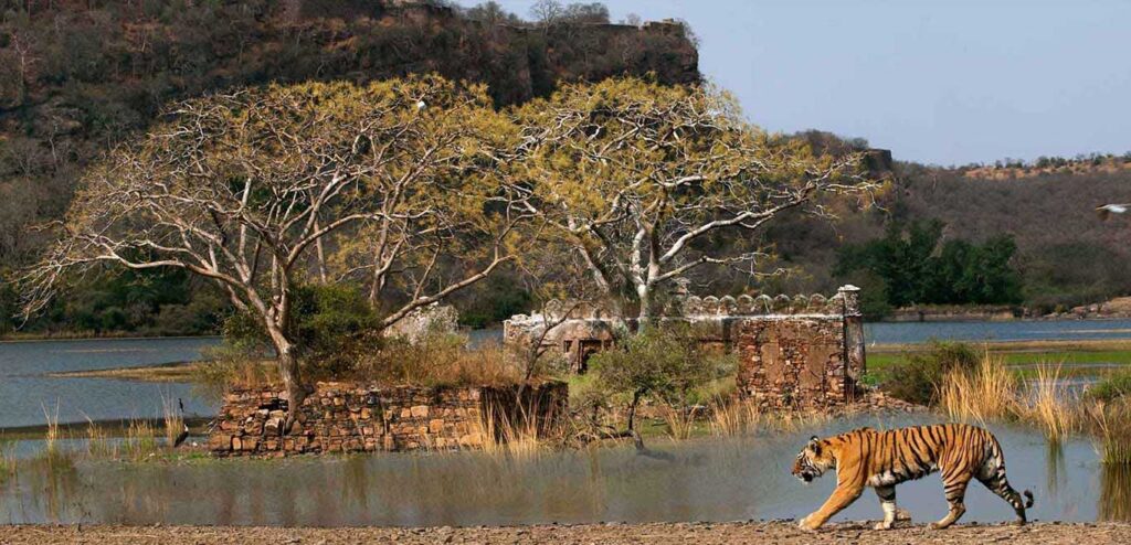 ranthambore-2