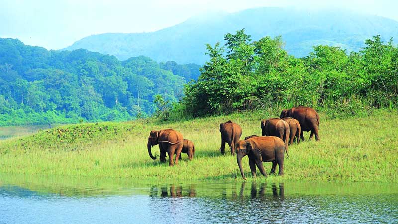 thekkady-2